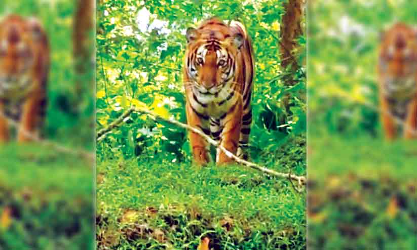 കടുവയുടെ ആക്രമണത്തിൽ യുവാവിന് പരിക്ക് കടുവയുടെ ആക്രമണത്തിൽ യുവാവിന് പരിക്ക്