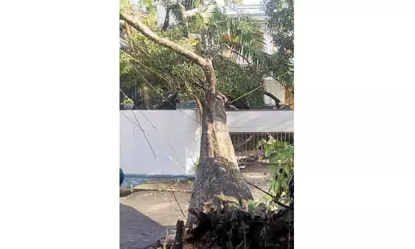 കണ്ണമ്പള്ളി ജങ്ഷനിലെ മരമുത്തശ്ശി ഓർമയായി