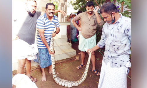 വീടി​െൻറ അടുക്കളയിൽ കയറിയ പെരുമ്പാമ്പിനെ പിടികൂടി