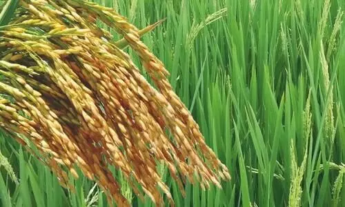 35,000 ഹെ​ക്ട​ർ നെ​ൽ​പാ​ട​ങ്ങ​ൾ കൊ​യ്​​തെ​ടു​ക്കാ​ൻ 18 കൊ​യ്​​ത്തു​യ​ന്ത്രം മാ​ത്ര​ം