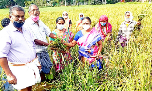 തരിശുഭൂമിയിലെ കൃഷിക്ക് നൂറുമേനി