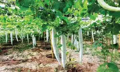 അറിഞ്ഞോ...നെടിയശാലക്കാരെല്ലാം ജൈവവളമുണ്ടാക്കുകയാണ്