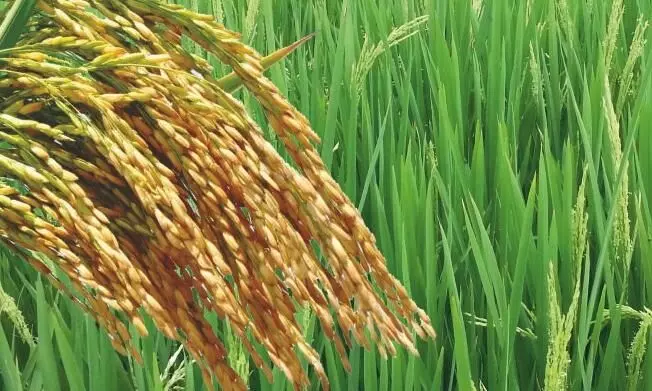 35,000 ഹെ​ക്ട​ർ നെ​ൽ​പാ​ട​ങ്ങ​ൾ കൊ​യ്​​തെ​ടു​ക്കാ​ൻ 18 കൊ​യ്​​ത്തു​യ​ന്ത്രം മാ​ത്ര​ം