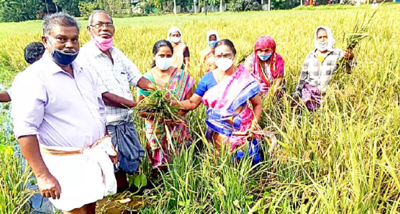 തരിശുഭൂമിയിലെ കൃഷിക്ക് നൂറുമേനി തരിശുഭൂമിയിലെ കൃഷിക്ക് നൂറുമേനി