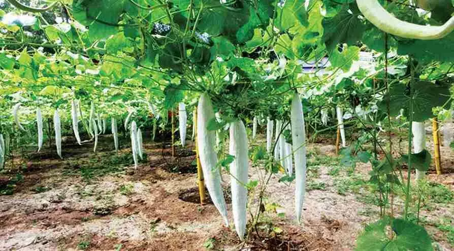 അറിഞ്ഞോ...നെടിയശാലക്കാരെല്ലാം ജൈവവളമുണ്ടാക്കുകയാണ് അറിഞ്ഞോ...നെടിയശാലക്കാരെല്ലാം ജൈവവളമുണ്ടാക്കുകയാണ്