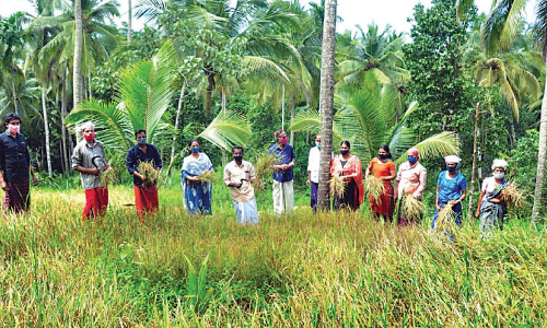 കരനെൽകൃഷി കൊയ്ത്തുത്സവം നടത്തി
