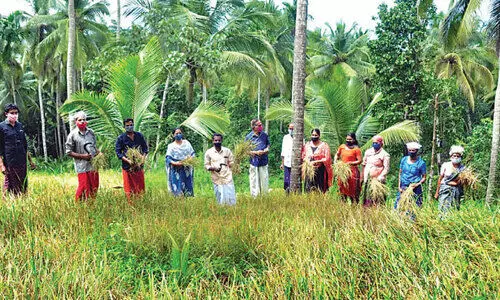 കരനെൽകൃഷി കൊയ്ത്തുത്സവം നടത്തി