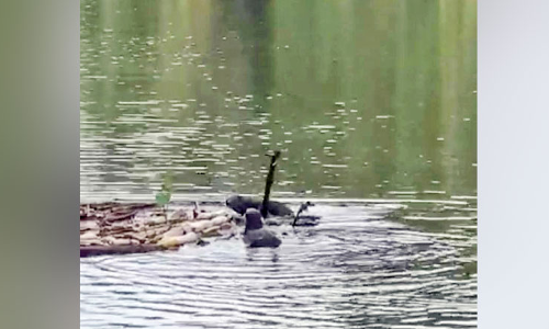 ഇരുവഴിഞ്ഞിപ്പുഴയിൽ വീണ്ടും നീർനായ്​ക്കളുടെ അക്രമം; രണ്ടുപേർക്ക് കടിയേറ്റു