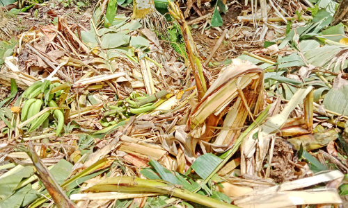 കുന്നമംഗലം വയലിൽ കൃഷി നശിപ്പിച്ച് ഒറ്റയാൻ: നട്ടംതിരിഞ്ഞ് കർഷകർ