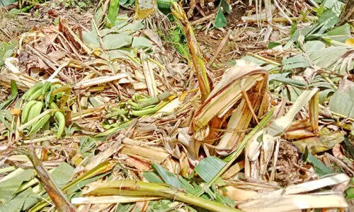 കുന്നമംഗലം വയലിൽ കൃഷി നശിപ്പിച്ച് ഒറ്റയാൻ: നട്ടംതിരിഞ്ഞ് കർഷകർ