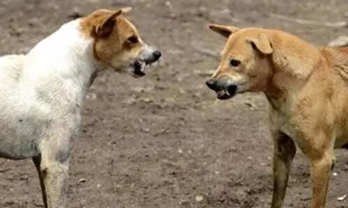 ചെറുവാടിയിലും തെരുവുനായ്​ ശല്യം; പഞ്ചായത്ത് സെക്രട്ടറിക്ക് നിവേദനം നൽകി