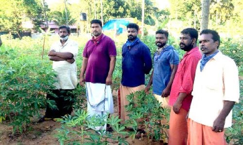 പ്രവാസം മുടക്കി കോവിഡ്; ക്ലച്ച് പിടിച്ച് നാട്ടിലെ കൃഷി