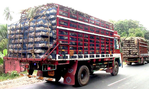 ഇറച്ചിക്കോഴിക്ക് ക്ഷാമം; കേരളത്തിൽനിന്ന് കോഴികൾ തമിഴ്നാട്ടിലേക്ക് ഇറച്ചിക്കോഴിക്ക് ക്ഷാമം; കേരളത്തിൽനിന്ന് കോഴികൾ തമിഴ്നാട്ടിലേക്ക്
