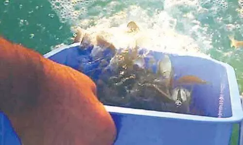 കതാറ ബീച്ചിൽ മത്സ്യകൃഷി വ്യാപിപ്പിക്കുന്നു