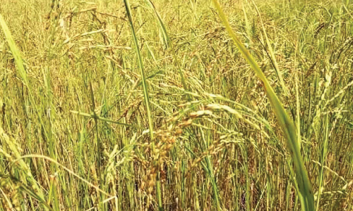 താലോത്തുവയലിൽ ഇന്ന് സഹനസമരത്തി​െൻറ നൂറുമേനി കൊയ്​ത്ത്