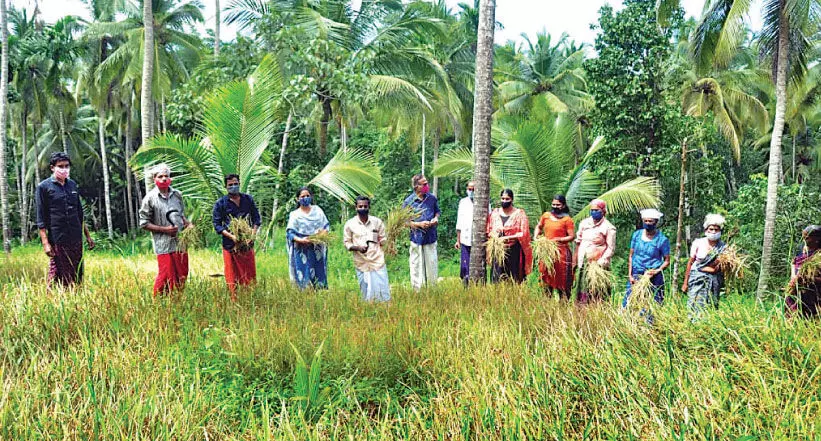 കരനെൽകൃഷി കൊയ്ത്തുത്സവം നടത്തി കരനെൽകൃഷി കൊയ്ത്തുത്സവം നടത്തി