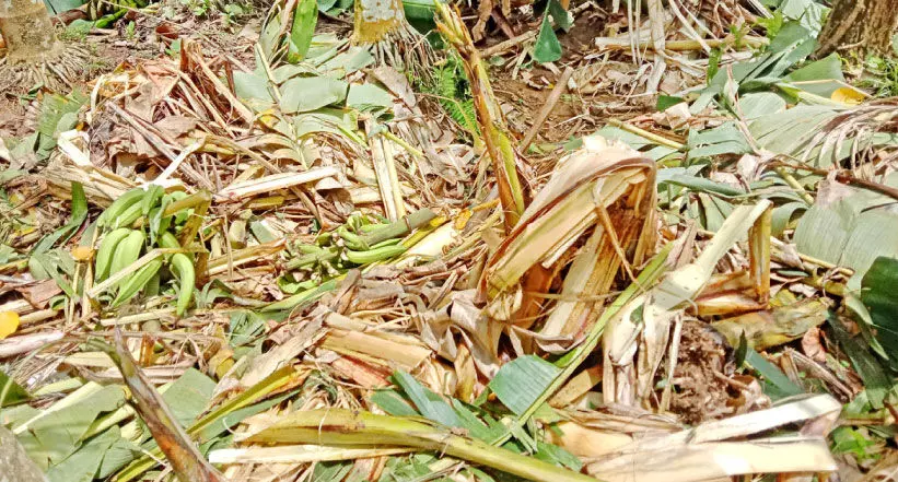 കുന്നമംഗലം വയലിൽ കൃഷി നശിപ്പിച്ച് ഒറ്റയാൻ: നട്ടംതിരിഞ്ഞ് കർഷകർ കുന്നമംഗലം വയലിൽ കൃഷി നശിപ്പിച്ച് ഒറ്റയാൻ: നട്ടംതിരിഞ്ഞ് കർഷകർ