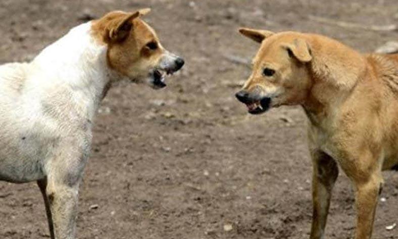 ചെറുവാടിയിലും തെരുവുനായ് ശല്യം; പഞ്ചായത്ത് സെക്രട്ടറിക്ക് നിവേദനം നൽകി ചെറുവാടിയിലും തെരുവുനായ് ശല്യം; പഞ്ചായത്ത് സെക്രട്ടറിക്ക് നിവേദനം നൽകി