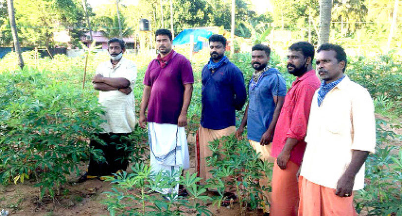 പ്രവാസം മുടക്കി കോവിഡ്; ക്ലച്ച് പിടിച്ച് നാട്ടിലെ കൃഷി പ്രവാസം മുടക്കി കോവിഡ്; ക്ലച്ച് പിടിച്ച് നാട്ടിലെ കൃഷി