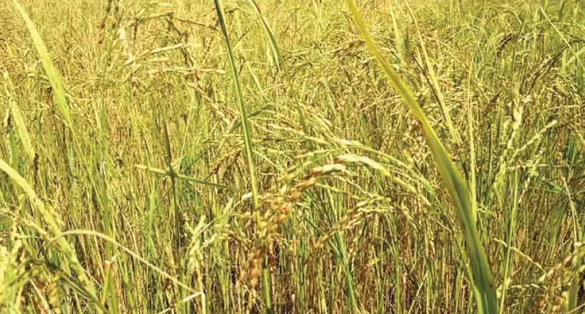 താലോത്തുവയലിൽ ഇന്ന് സഹനസമരത്തിെൻറ നൂറുമേനി കൊയ്ത്ത് താലോത്തുവയലിൽ ഇന്ന് സഹനസമരത്തിെൻറ നൂറുമേനി കൊയ്ത്ത്