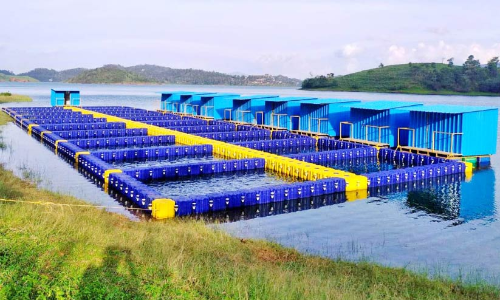 ബാണാസുര അണക്കെട്ടിൽ പുത്തൻ മത്സ്യക്കൃഷിയുമായി ഫിഷറീസ് വകുപ്പ്