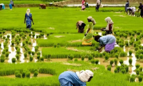നെല്ലുസംഭരണം;  എവിടെ മുന്നൊരുക്കം?