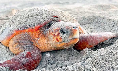 മ​സീ​റ ദ്വീ​പി​ൽ മു​ട്ട​യി​ടാ​നെ​ത്തു​ന്ന ലോ​ഗ​ർ​ഹെ​ഡ്​ ക​ട​ലാ​മ​ക​ൾ കു​റ​യു​ന്നു