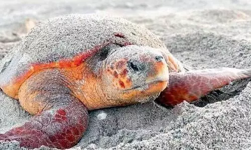 മ​സീ​റ ദ്വീ​പി​ൽ മു​ട്ട​യി​ടാ​നെ​ത്തു​ന്ന ലോ​ഗ​ർ​ഹെ​ഡ്​ ക​ട​ലാ​മ​ക​ൾ കു​റ​യു​ന്നു