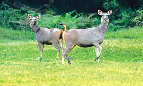 ഇളവുകളിലെ ആശ്വാസത്തിൽ ടൂറിസം മേഖല