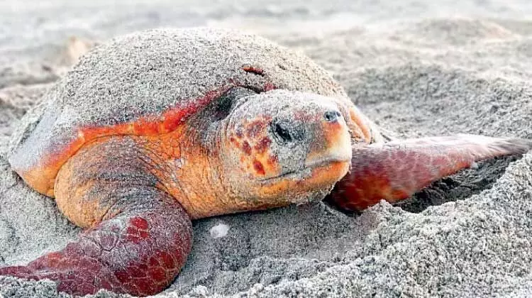 മസീറ ദ്വീപിൽ മുട്ടയിടാനെത്തുന്ന ലോഗർഹെഡ് കടലാമകൾ കുറയുന്നു മസീറ ദ്വീപിൽ മുട്ടയിടാനെത്തുന്ന ലോഗർഹെഡ് കടലാമകൾ കുറയുന്നു