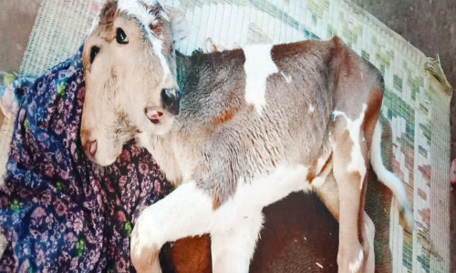 തരിപ്പിലോട് പശുക്കുട്ടിക്ക് ഇരട്ടത്തല