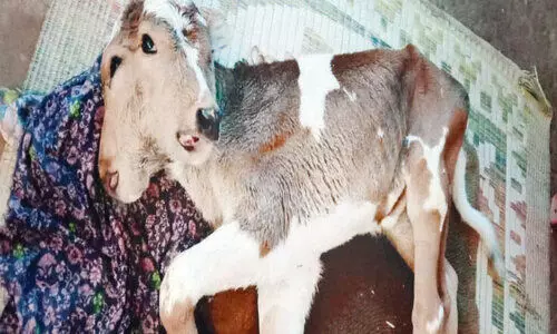 തരിപ്പിലോട് പശുക്കുട്ടിക്ക് ഇരട്ടത്തല