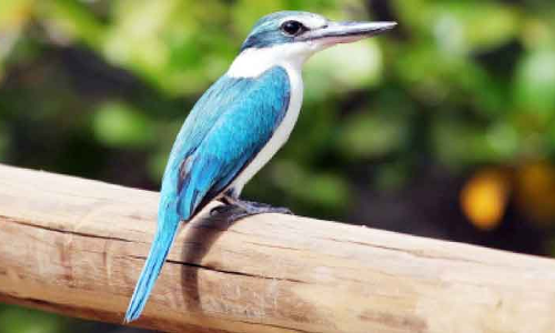 അ​റേ​ബ്യ​ൻ കോ​ള​ർ​ഡ് പൊ​ന്മ പ​ക്ഷി​ക​ൾ​ക്ക് ഷാ​ർ​ജ​യി​ൽ വ​ർ​ധ​ന​വ്