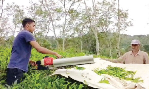 തേയിലക്ക്​ വില വർധന: പ്രയോജനം ലഭിക്കാതെ ചെറുകിട കർഷകർ