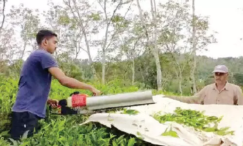 തേയിലക്ക്​ വില വർധന: പ്രയോജനം ലഭിക്കാതെ ചെറുകിട കർഷകർ