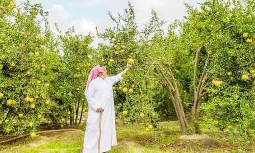 അ​ൽ​ബാ​ഹ​യി​ൽ മാ​ത​ള വി​ള​വെ​ടു​പ്പി​ന്​ തു​ട​ക്കം