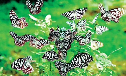 വർണചാരുതയിൽ മുങ്ങി നിലമ്പൂരിലെ ശലഭോദ‍്യാനം