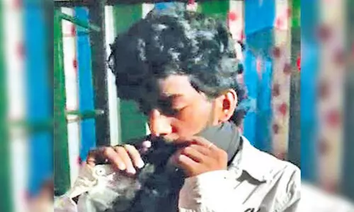 വീ​ടി​െൻറ ടെ​റ​സി​ൽ 16 ക​ഞ്ചാ​വ്​ ചെ​ടി; യു​വാ​വ് പി​ടി​യി​ൽ