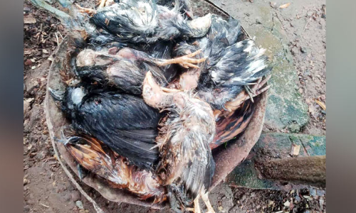 മുട്ടക്കോഴികൾ കൂട്ടത്തോടെ ചത്തു