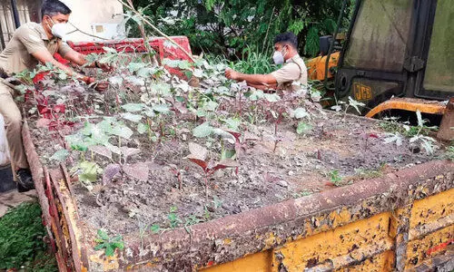 മണൽലോറികളിൽ പച്ചക്കറി കൃഷിയൊരുക്കി പൊലീസ്​ സംഘം