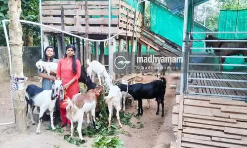 ജിജിയുടെ ആടുലോകം