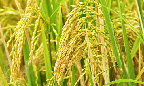 പാലക്കാട്  ജില്ലയിൽ 1456 ഹെക്ടർ നെൽകൃഷി നശിച്ചു