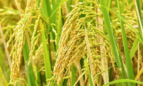 നെൽവയൽ റോയൽറ്റി: മാർഗ നിർദേശങ്ങൾ പുറപ്പെടുവിച്ചു