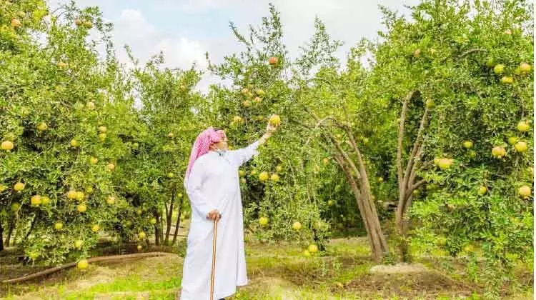 അൽബാഹയിൽ മാതള വിളവെടുപ്പിന് തുടക്കം അൽബാഹയിൽ മാതള വിളവെടുപ്പിന് തുടക്കം