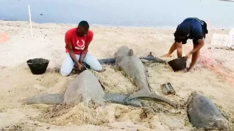 ക​ട​ൽ​ത്തീ​ര​ത്ത് വി​സ്മ​യ​മാ​യി മ​ണ​ൽ ശി​ൽ​പ​ങ്ങ​ൾ