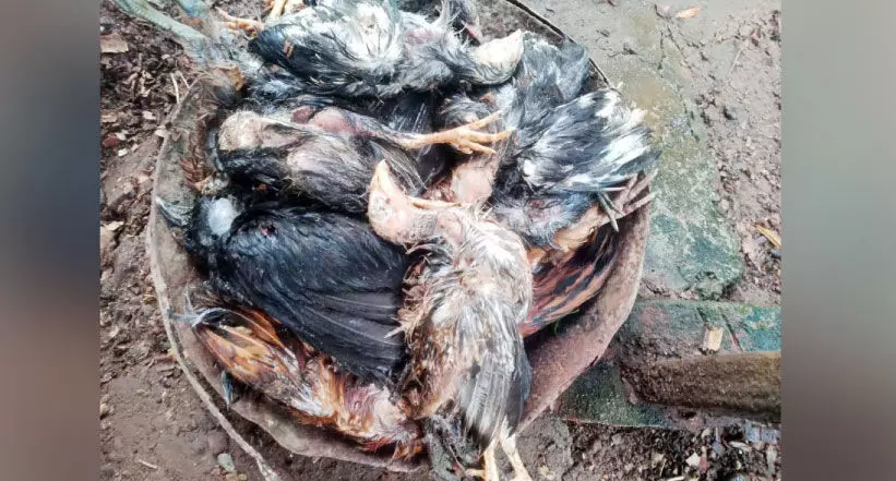മുട്ടക്കോഴികൾ കൂട്ടത്തോടെ ചത്തു