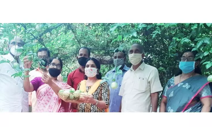 മധുര വനത്തിൽ വിളയിച്ച പാഷൻ ഫ്രൂട്ടിന് നൂറുമേനി മധുര വനത്തിൽ വിളയിച്ച പാഷൻ ഫ്രൂട്ടിന് നൂറുമേനി