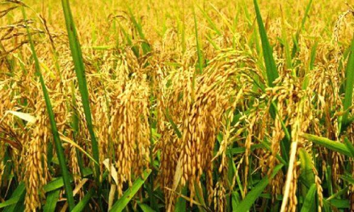 നെല്ല് സംഭരണം: രജിസ്ട്രേഷൻ ഇന്ന്​ മുതൽ