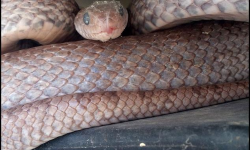 മീറ്റർ ​ബോക്​സിൽ പാമ്പ്​; കെ.എസ്.ഇ.ബി ജീവനക്കാരന്​ കടിയേറ്റു