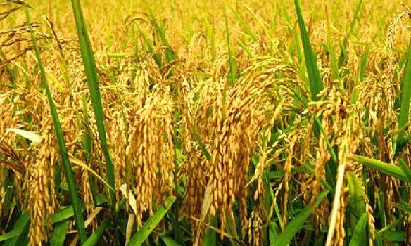 നെല്ല് സംഭരണം: രജിസ്ട്രേഷൻ ഇന്ന്​ മുതൽ